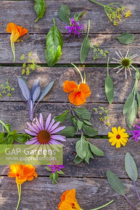 Les plantes comestibles récoltées, notamment Tropaeolum majus, Echinacea purpurea, Calendula officinalis, Salvia officinalis, Salvia 'Purpurascens', Monarda, Foeniculum vulgare, Ocimum basilicum et Mentha piperita, sont laissées à sécher. 