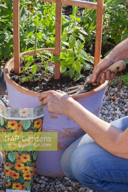 Planter Thunbergia en pot. Épandre l'engrais sur la surface avec une fourche de jardin. 