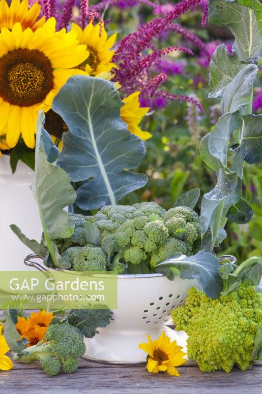 Chou-fleur 'Romanesco' et Calabrese 'Quinta' récoltés dans une passoire en émail. 