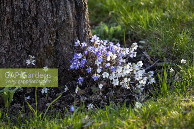 Hepatica nobilis, blanche et bleue, vivace au feuillage persistant et aux fleurs simples lumineuses, de mars à mai. Cultiver à côté d'un vieux pommier. 