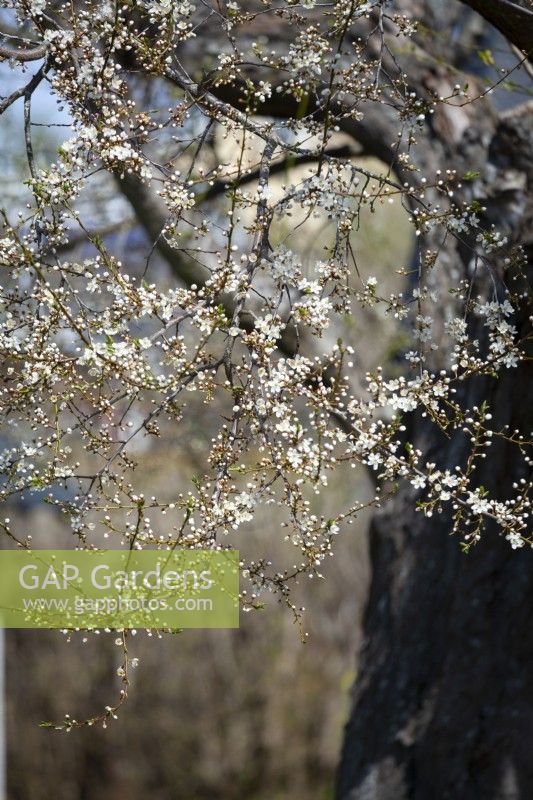 Prunus cerasifera 'Cherry Plum' - début mai 