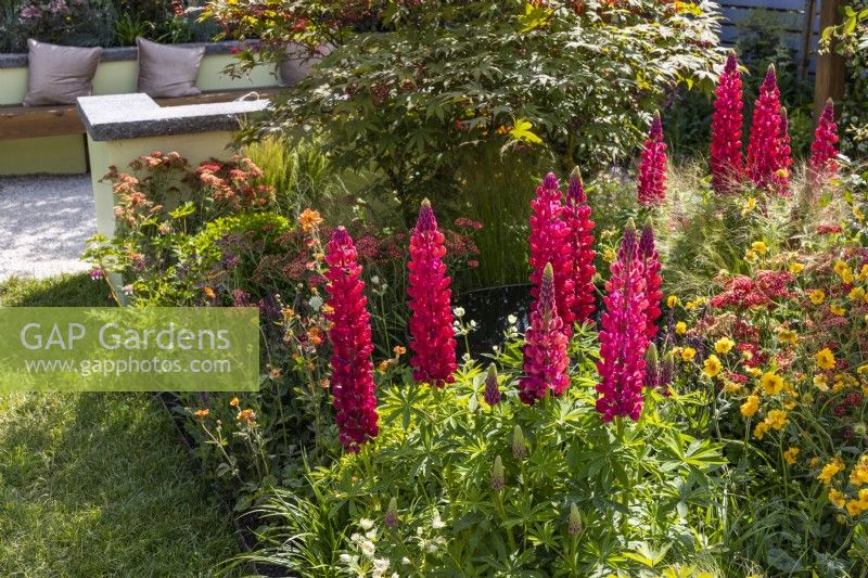 Plate-bande de vivaces plantée de Lupinus 'Red Rum', Geum 'Lady Stratheden' et G. 'Totally Tangerine'. Juin 