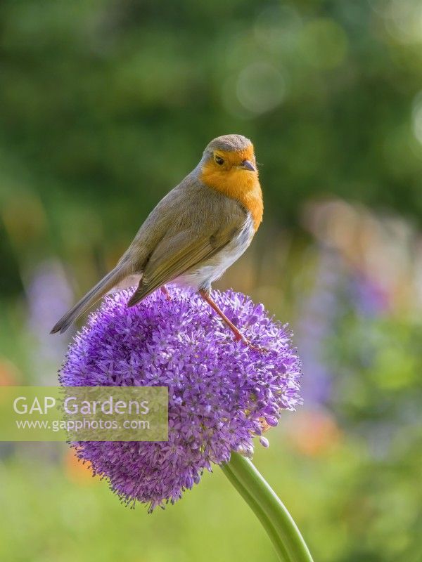 Erithacus rubecula - Robin perché sur des fleurs d'allium 