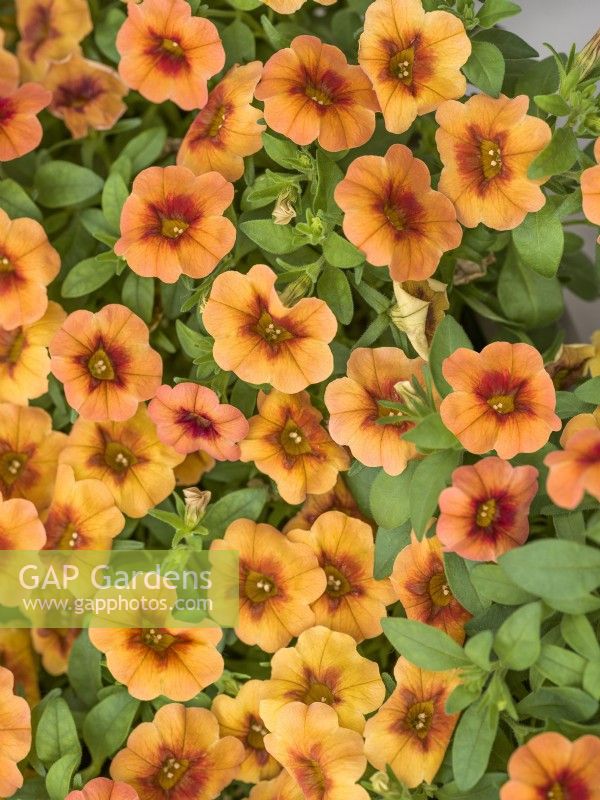 Calibrachoa Calipetite Sunset Orange, été juillet 