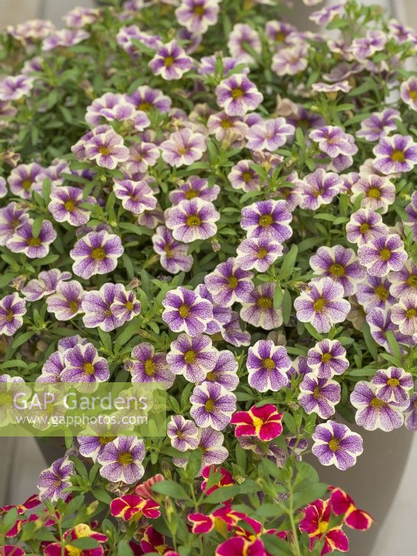 Calibrachoa Calipetite Blue Vein, été juillet 