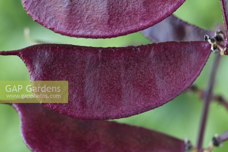 Lablab purpureus 'Ruby Moon' Haricots jacinthes Syn. Dolichos 'Ruby Moon' septembre 