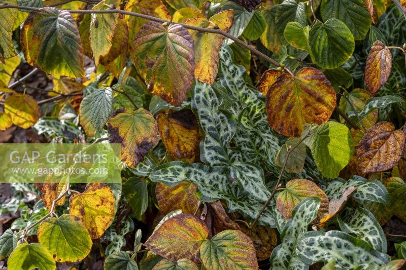 Arum italicum subsp. italicum 'Marmoratum' parmi les feuilles tombées d'Hamamélis 