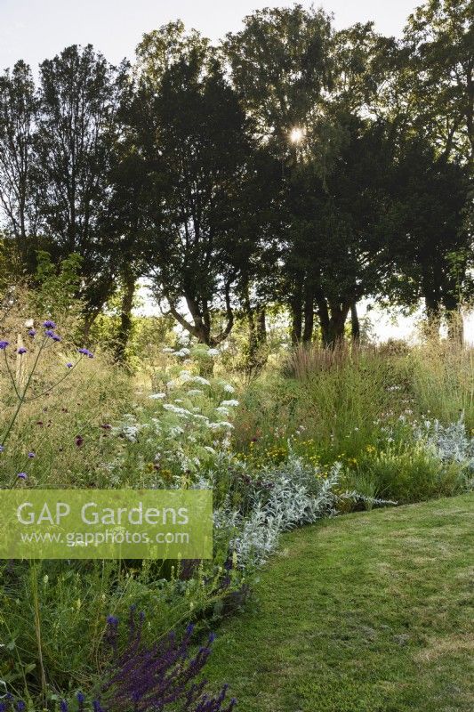 Parterre de fleurs de fin d'été comprenant des armoises argentées et des graminées en juillet 