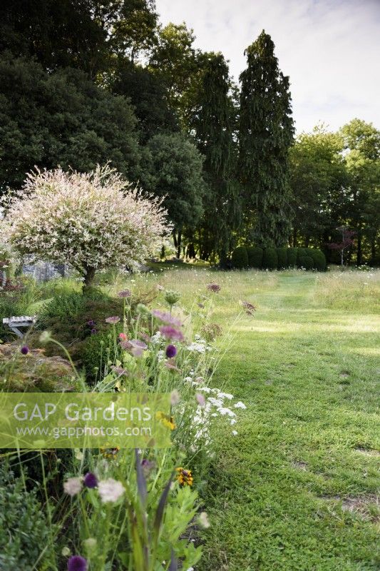 Salix integra 'Hakuro-nishiki' dans un jardin de campagne en juillet 