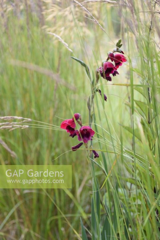 Gladiolus papilio 'Ruby' parmi les graminées en juillet 