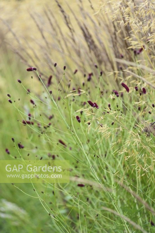 Sanguisorba officinalis 'Red 'Thunder' parmi les graminées ornementales en juillet 