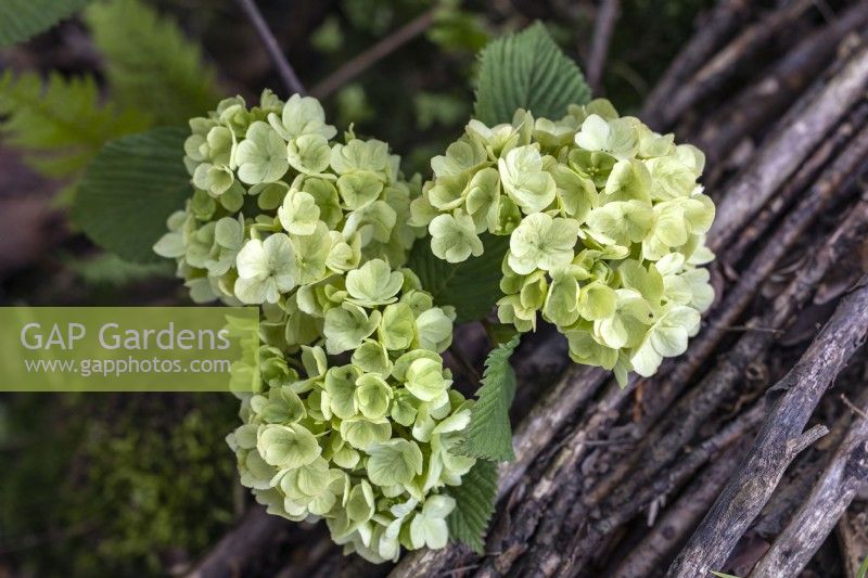 Viburnum plicatum 'Rotundifolium' - fleurs en mai 