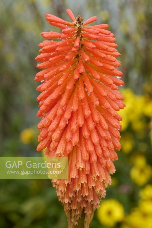 Kniphofia 'Le petit trouvaille d'Ed' 