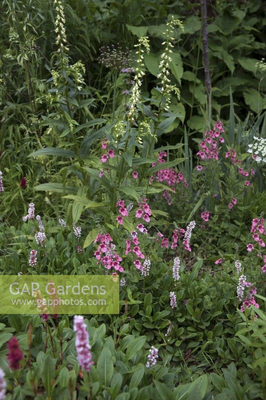 Parterre de fleurs naturaliste avec diascia, persicaria et digitales dans un jardin boisé 