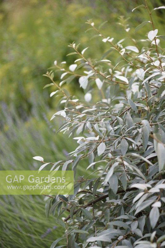 Eleagnus 'Quicksilver' en juillet 