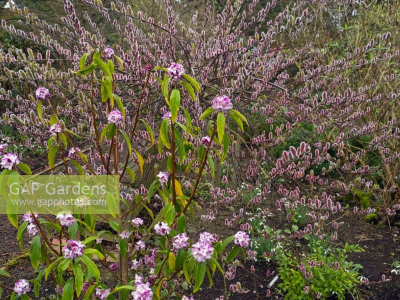 Daphne bholua 'Limpsfield' et Salix gracilistyla 'Mount Aso' - saule poilu mi-février hiver 