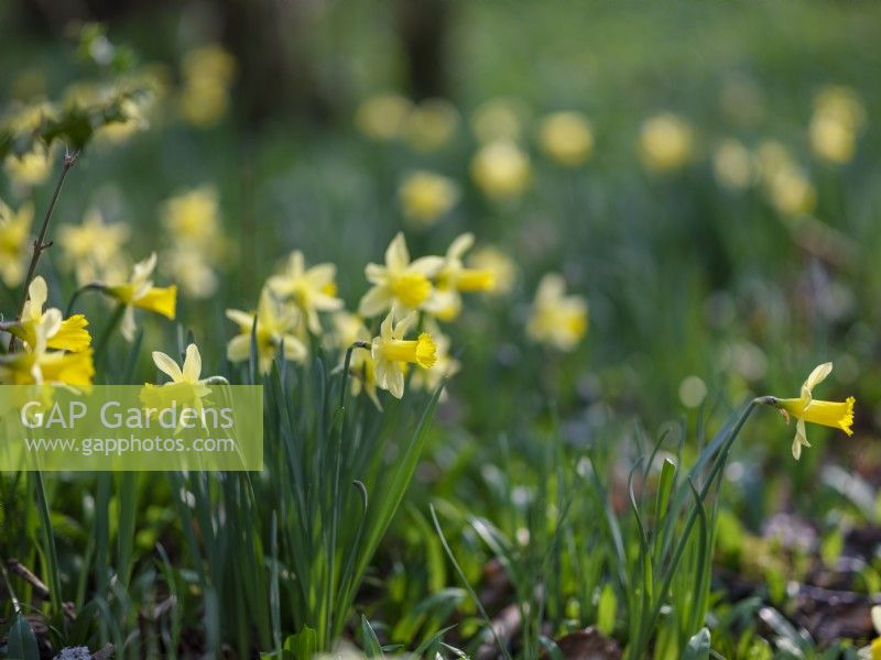 Narcissus pseudonarcissus, Jonquilles sauvages, mars 