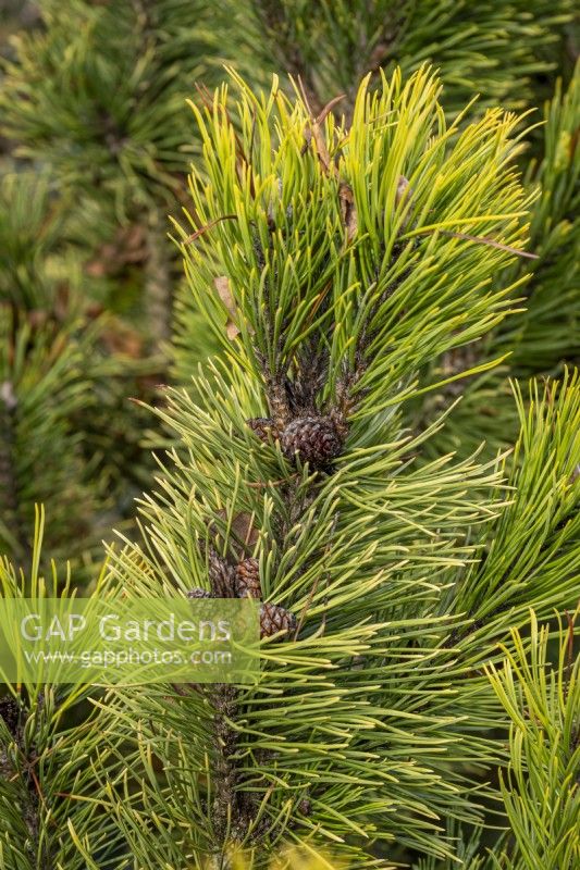 Pinus mugo 'Soleil d'hiver' 