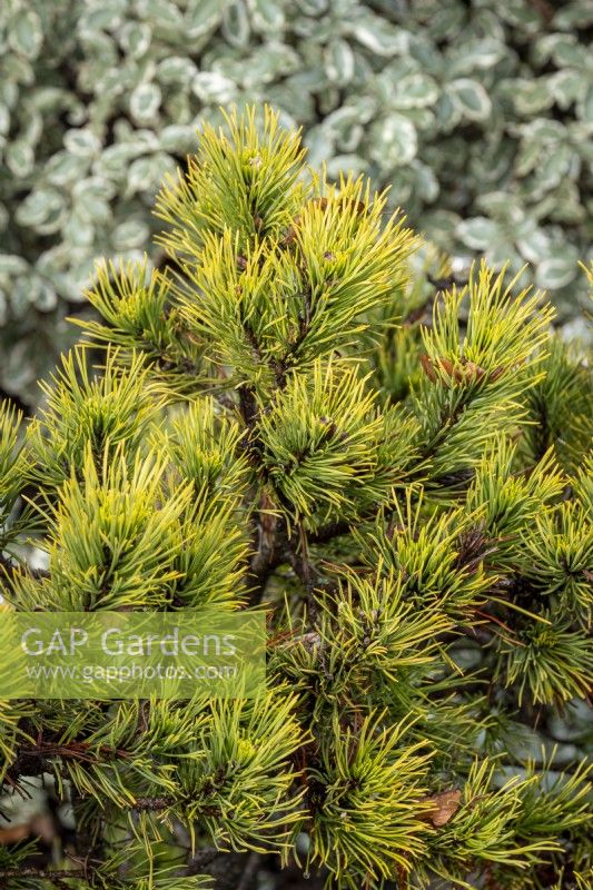 Pinus mugo 'Dézembre Or' 