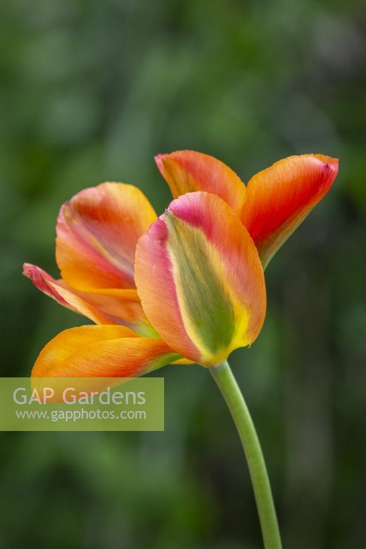 Tulipe 'Marmelade d'Orange' 