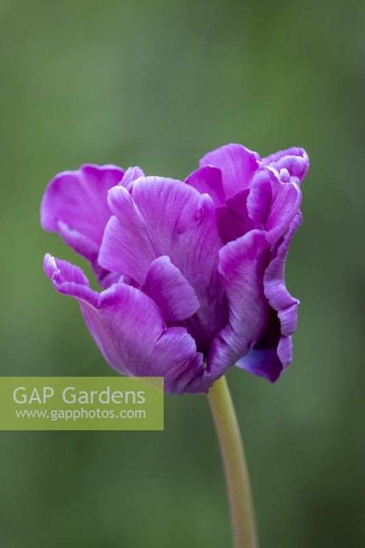 Tulipe 'Perroquet Bleu' 