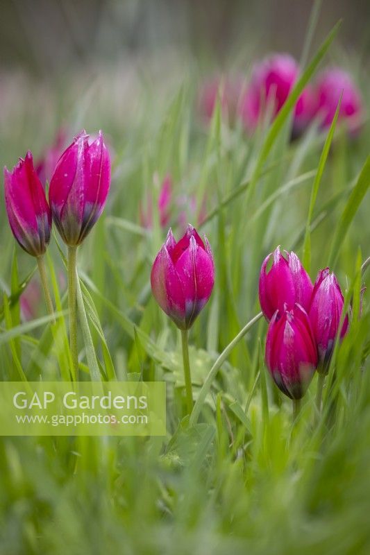 Tulipe hageri 'Petite Beauté' poussant dans l'herbe 