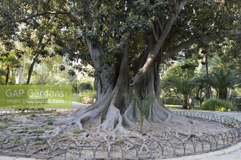 Un arbre de lianes, Ficus macrophylla, connu sous le nom de Coussapoa dealbata à Séville. Parque de Maria Luisa, Séville, Espagne. Septembre 