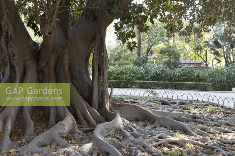 Un arbre de lianes, Ficus macrophylla, connu sous le nom de Coussapoa dealbata à Séville. Parque de Maria Luisa, Séville, Espagne. Septembre 