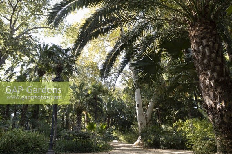 Les palmiers dattiers, Phoenix dactylifera, poussent parmi d'autres arbres et arbustes dans le Parque de Maria Luisa, Séville, Espagne. Septembre 