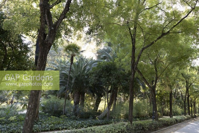 Une variété d'arbustes et d'arbres, y compris des palmiers dattiers, Phoenix dactylifera, dans le Parque de Maria Luisa, Séville, Espagne. Septembre 