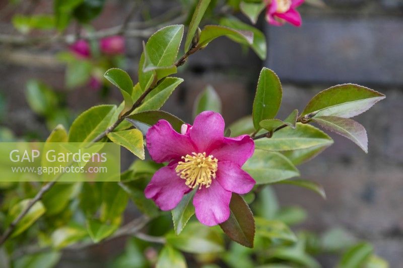 Camellia sasanqua, novembre 