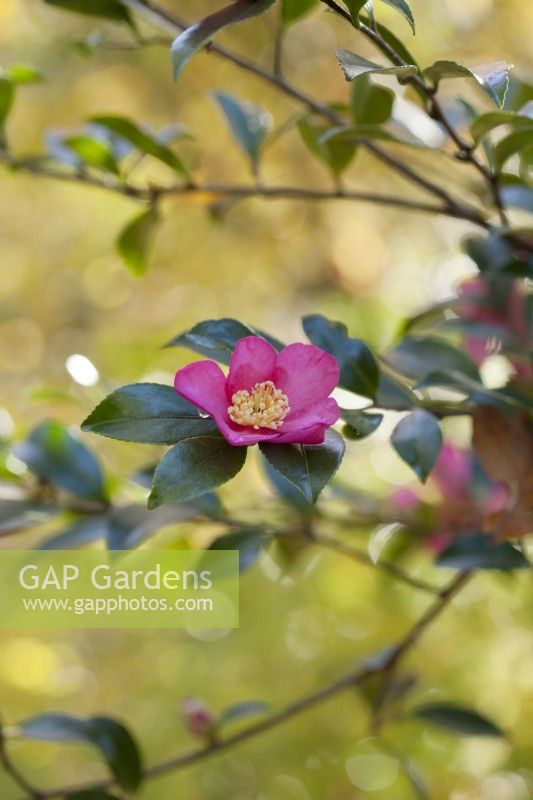Camellia sasanqua 'Reine de la lavande' 