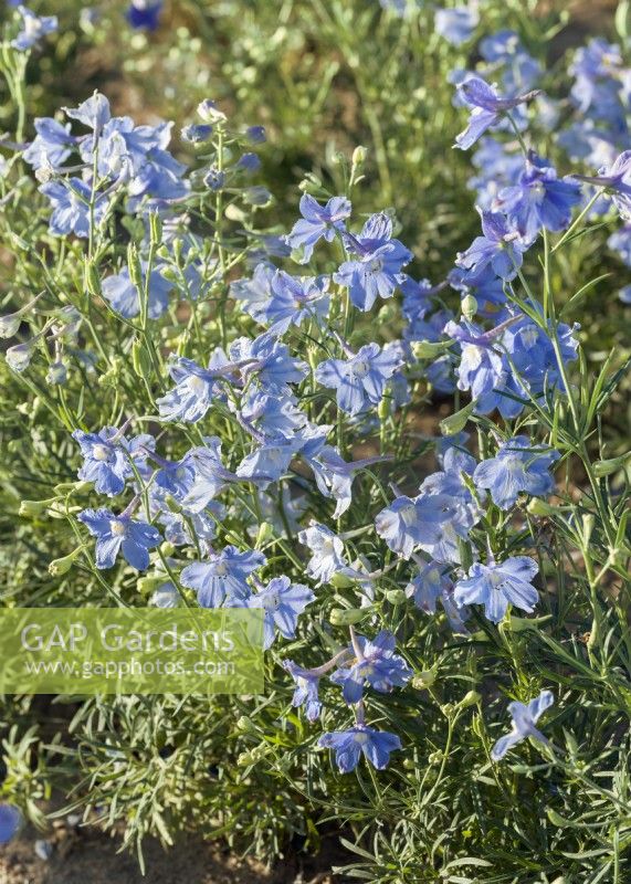 Delphinium grandiflorum Tom Pouce Bleu ciel, été juin 