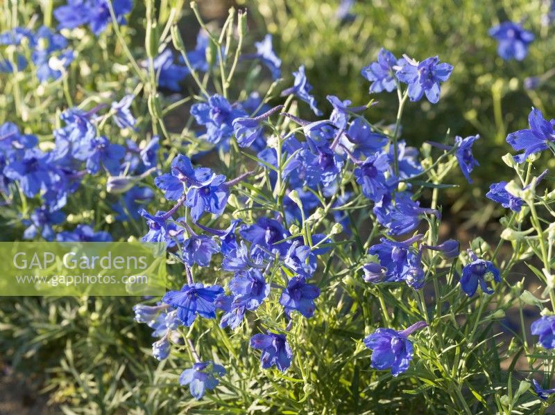 Delphinium grandiflorum Tom Pouce, été juin 