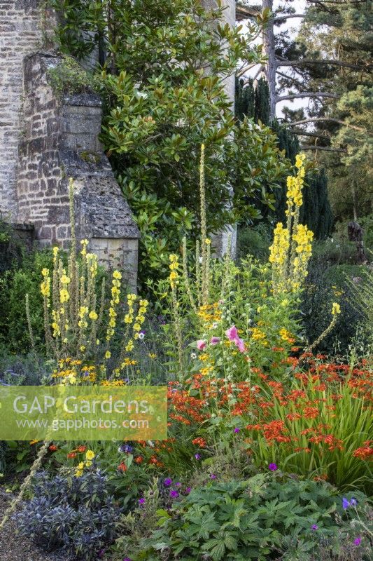 Plantes vivaces à floraison estivale, notamment Helenium, Verbascum et Crocosmia, regroupées à côté du manoir du Manoir, Little Compton. 