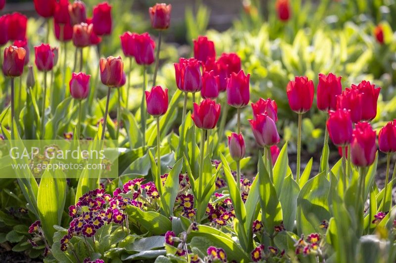 Tulipa 'Spryng Tide' sous-plantée de Polyanthus 'Victorian Lilac Lace' F1 