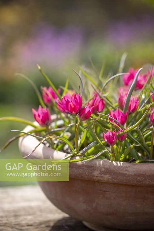 Tulipa hageri 'Petite Beauté' dans un pot en terre cuite 