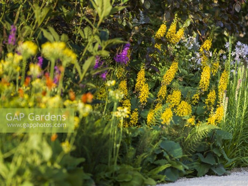 Ligularia « Little Rocket », RHS Iconic Horticultural Hero Garden, Designer : Carol Klein, RHS Hampton Court Palace Garden Festival 2023 