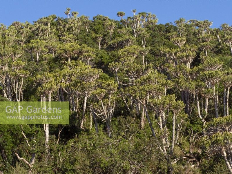 Euphorbia ingens poussant dans les zones sauvages du Cap Afrique du Sud Janvier 