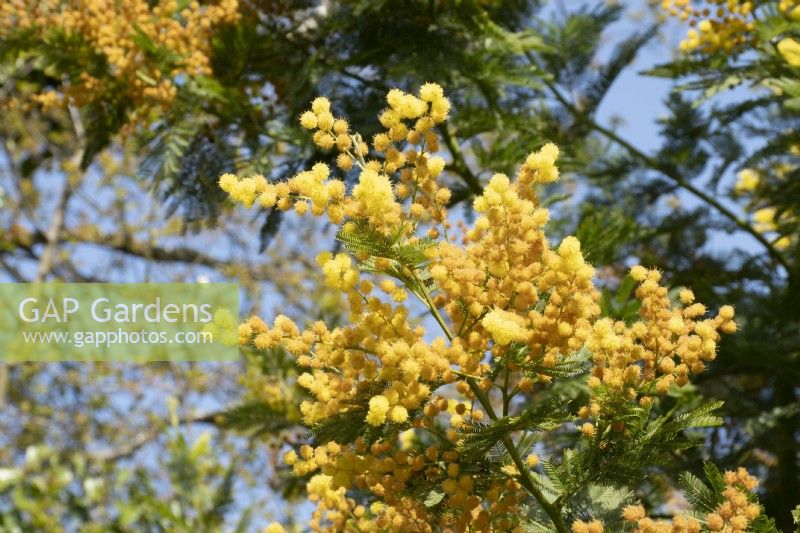 Acacia dealbata - Mimosa - Printemps 