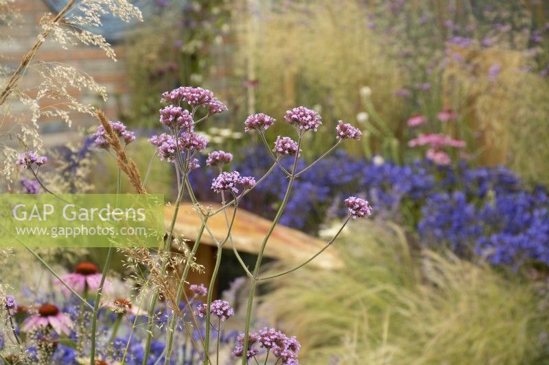 RHS Tatton Park 2022 - Communauté Petrus : Journey Home Garden - Parterre de fleurs mixte avec verveine bonariensis - Designer Rachael Bennion 