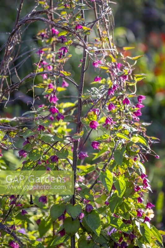Rhodochiton atrosanguineus 'Purple Bells' grandissant sur un trépied en bouleau. Vigne clochette violette 