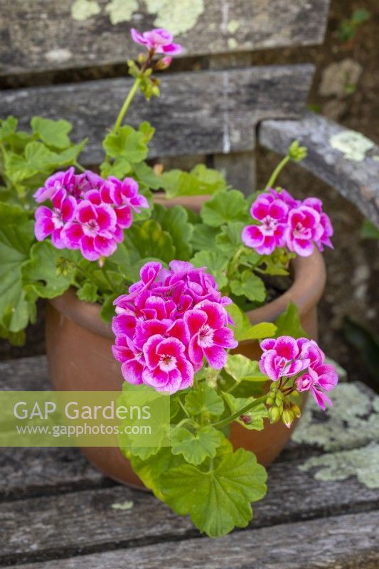 Pélargonium 'Flower Fairy Rose' dans un pot en terre cuite 