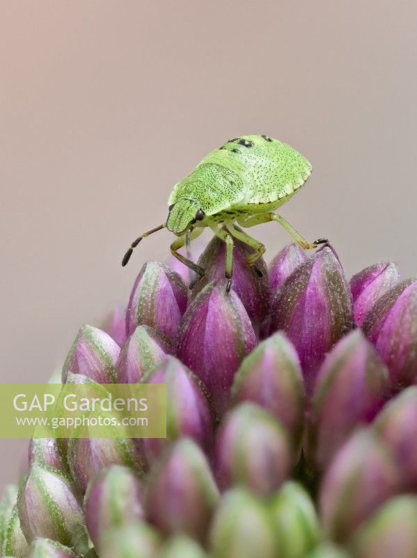 Palomena prasina - Green Shield Bug nymphe du 3e stade sur le bourgeon d'Allium 