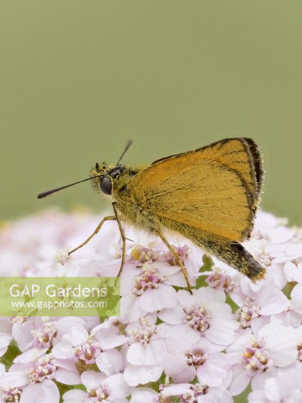 Thymelicus lineola - papillon de l'hespérie d'Essex reposant sur des fleurs d'achillée millefeuille 