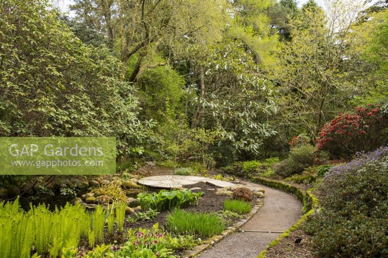 Un chemin incurvé menant à un étang entouré de rhododendrons et de plantes au jardin Inverewe. 