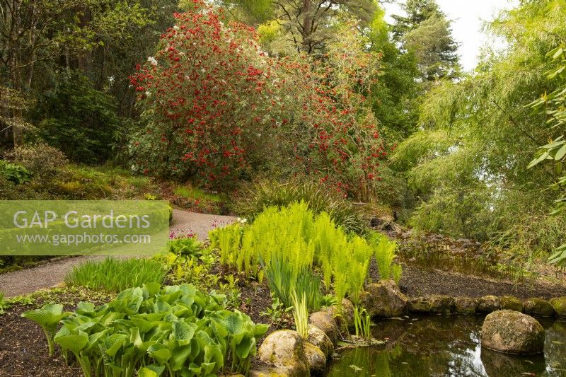 Rhododendron thomsonii, Hosta et Matteucia struthiopteris autour d'un étang et d'un chemin au jardin d'Inverewe 