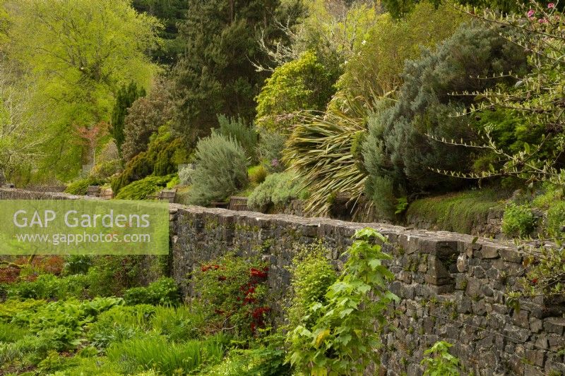 Nuances de feuillage vert printanier le long d'un mur de pierre et d'une passerelle dans les jardins du château d'Armadale. 