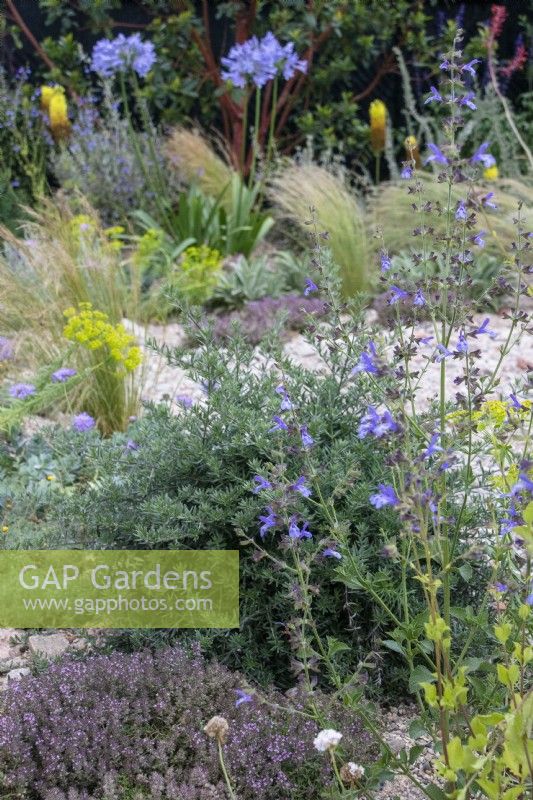 Plantation tolérante à la sécheresse, notamment du thym, du romarin et de la salvia - designer Tom Massey - RHS Resilient Garden, RHS Hampton Court Palace Garden Festival. 