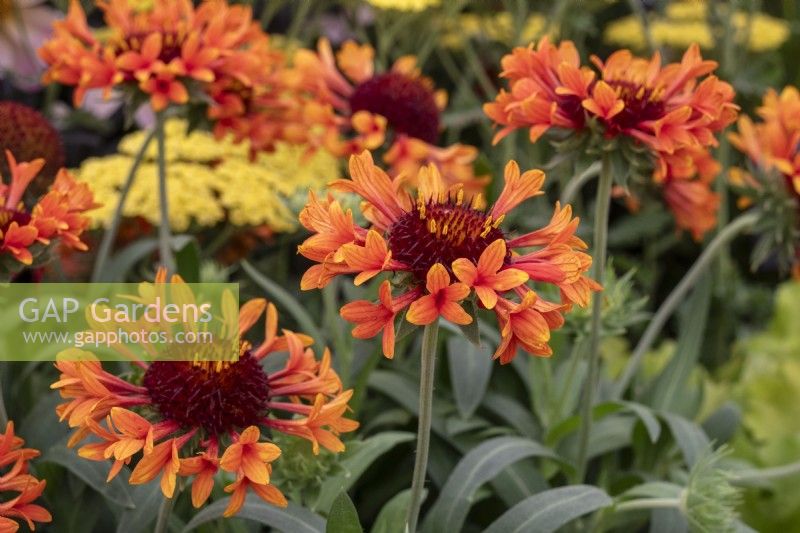 Gaillardia « Fanfare Amber Glow » - fleur de couverture - RHS Hampton Court Palace Garden Festival 2023 - Potash Garden Centre 